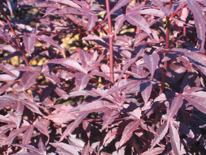 Acer Palmatum 'Moon fire'