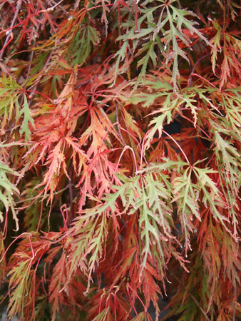 Acer dissectum 'Orangeola'