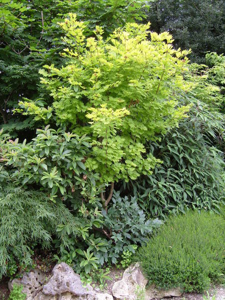 Acer shirasawanum 'aureum'