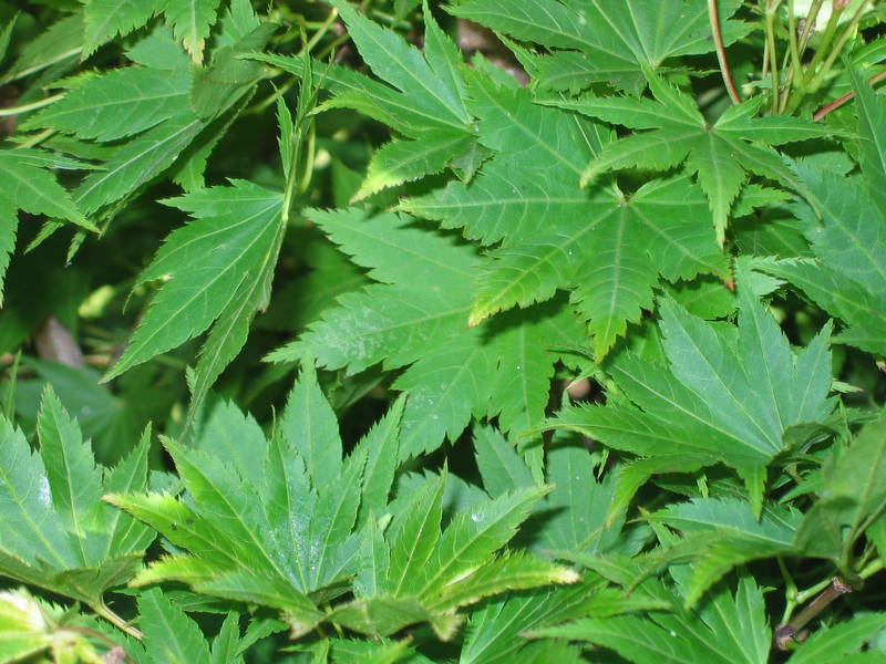 Acer shirasawanum 'jordan'