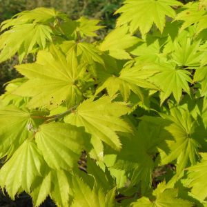 shirawasanum-aureum_2