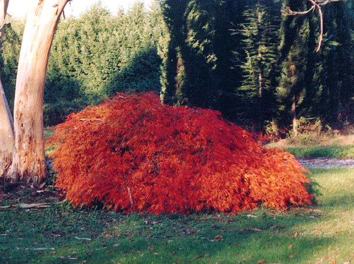 Acer dissectum 'Crimson Queen'