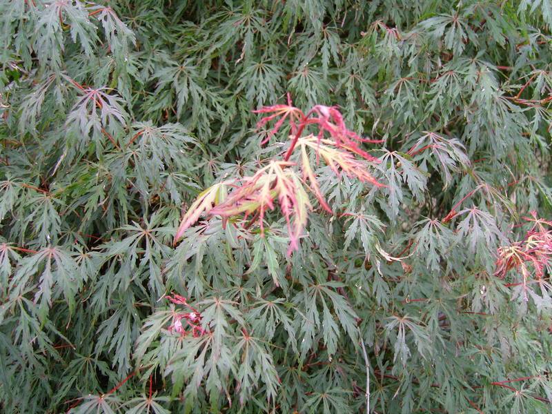 Acer dissectum 'Flavescens'