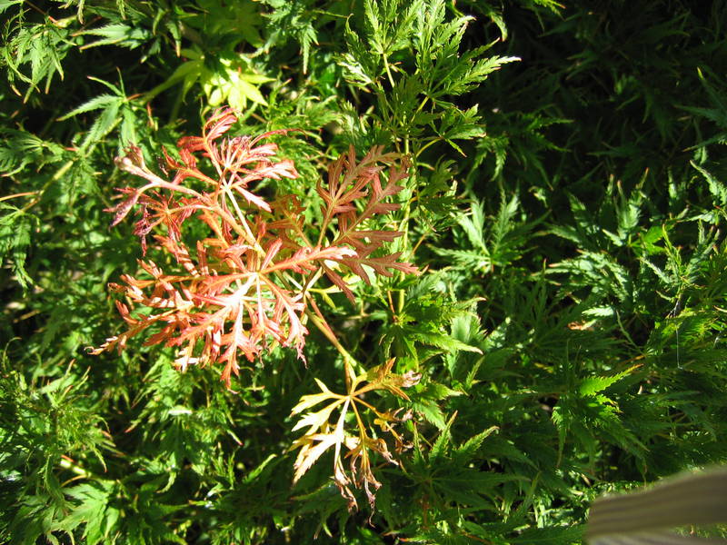 Acer dissectum 'Green Globe'