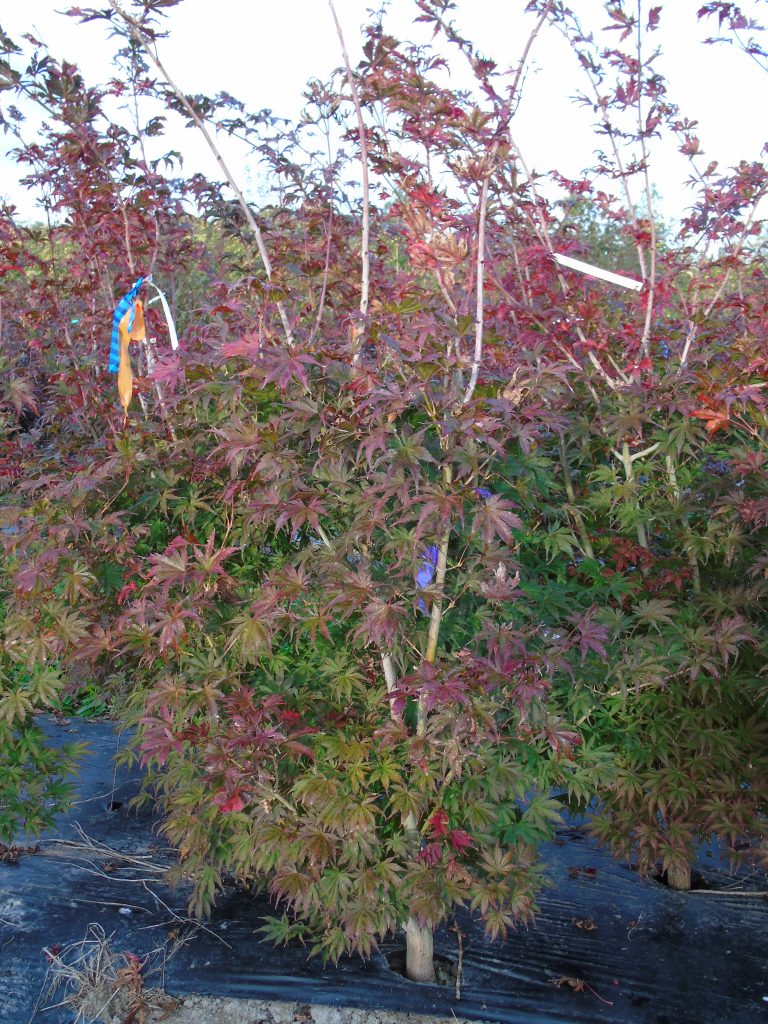 Acer palmatum 'Ariadne'