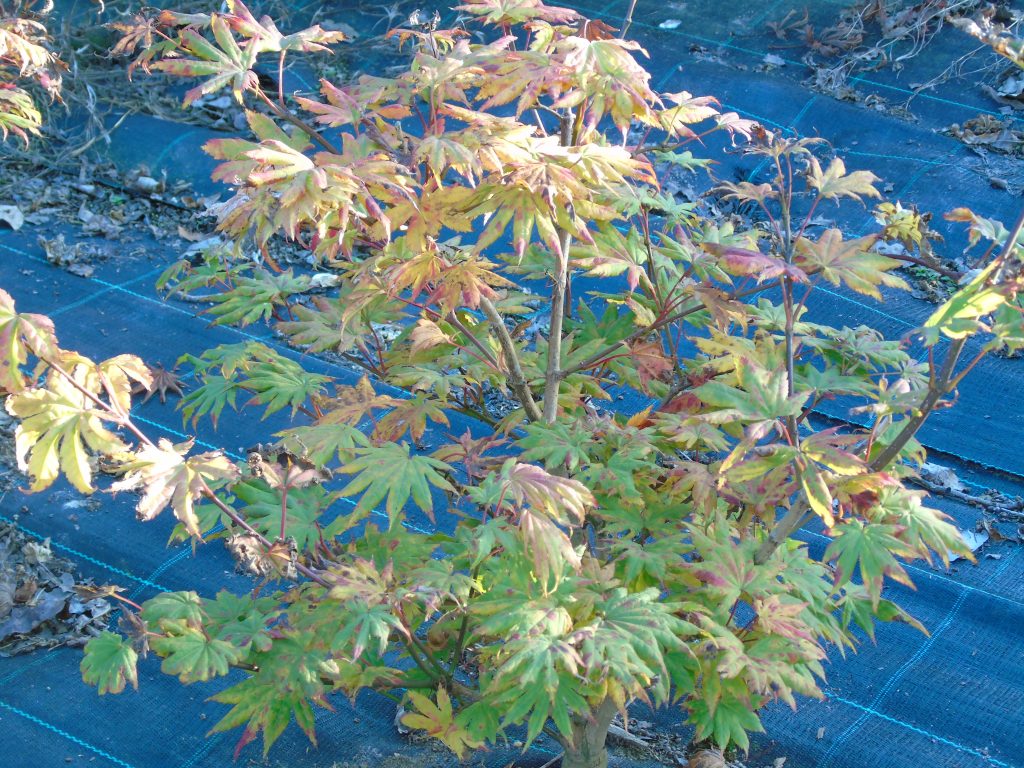 Acer shirasawanum ‘Autumn Moon’