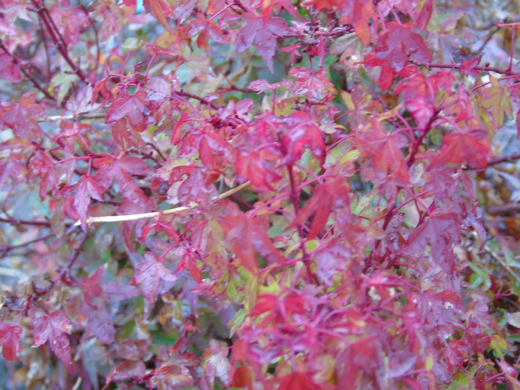 Acer palmatum 'Beni Hime'