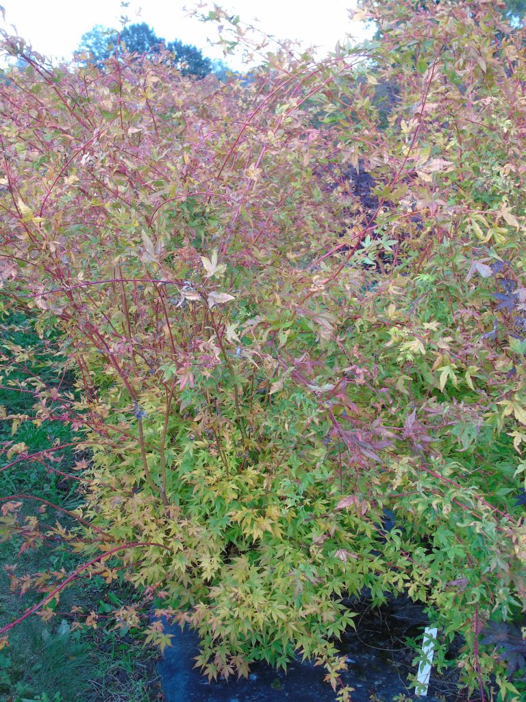 Acer palmatum 'Beni Kawa'