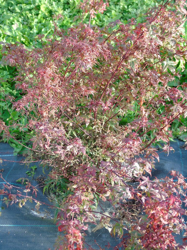 Acer palmatum 'Beni Komachi'
