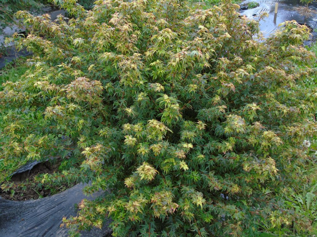 Acer palmatum 'Berry Broom'