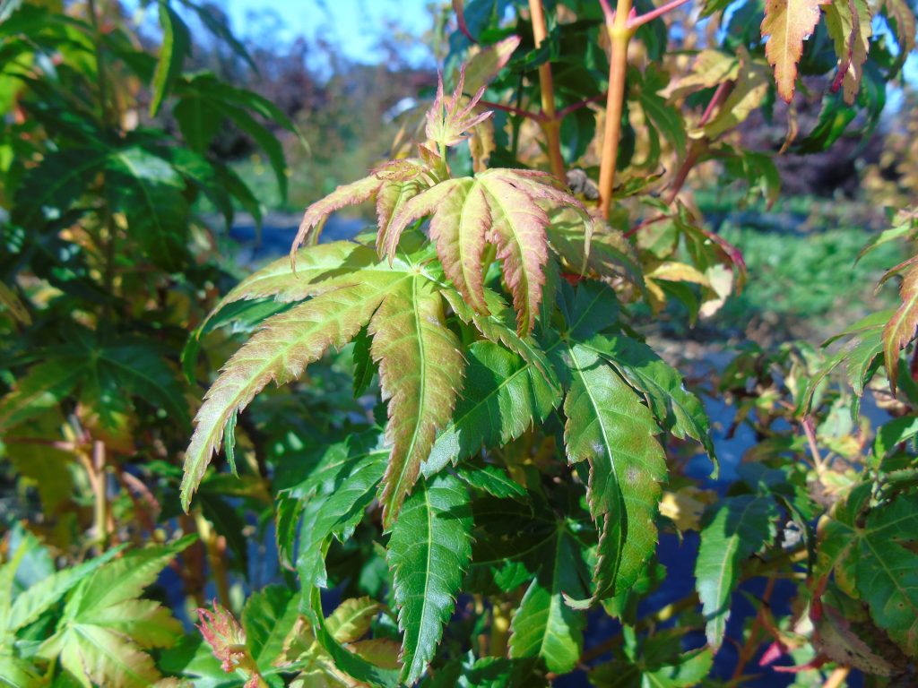 Acer palmatum 'Bi Hoo'