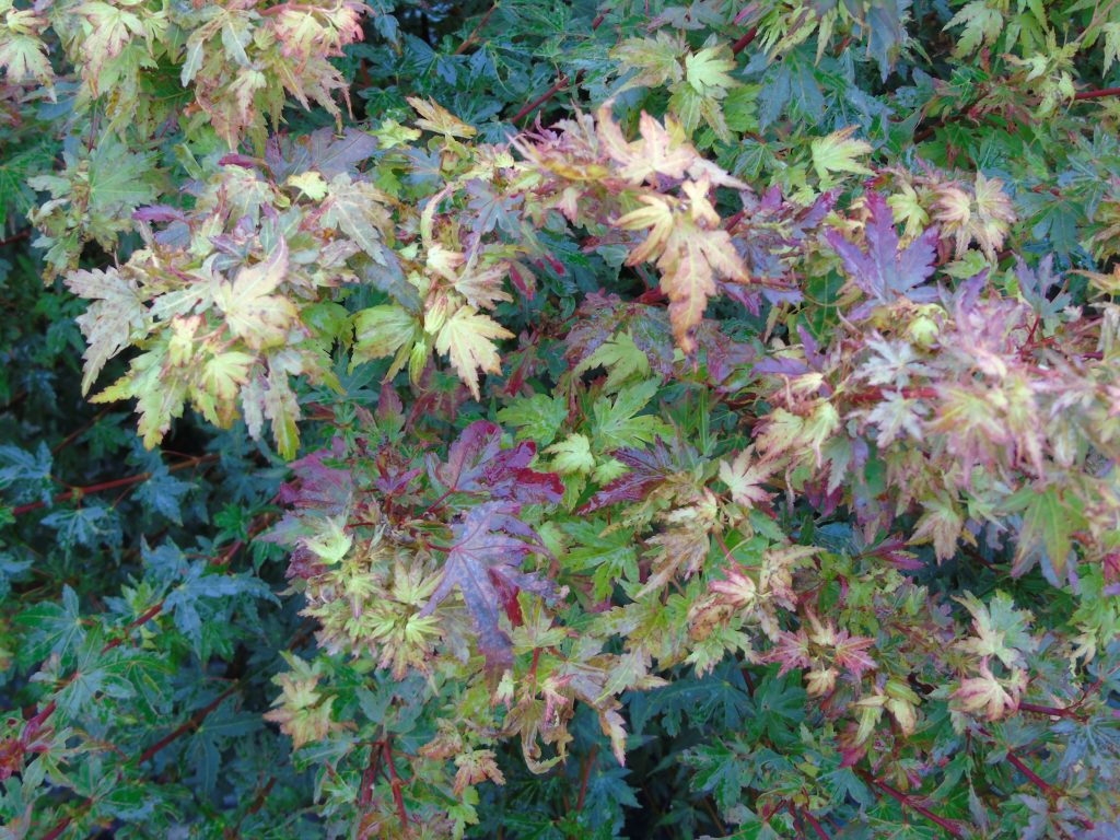 Acer palmatum 'Coonara Pygmy'