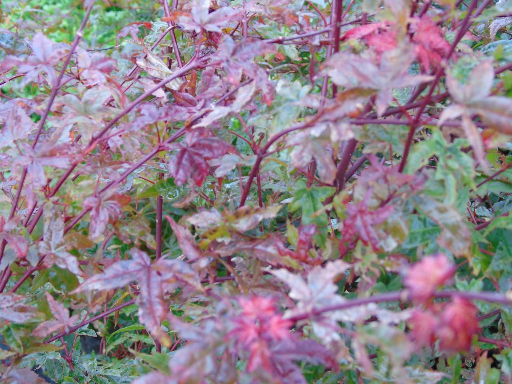 Acer palmatum 'Corallinum'