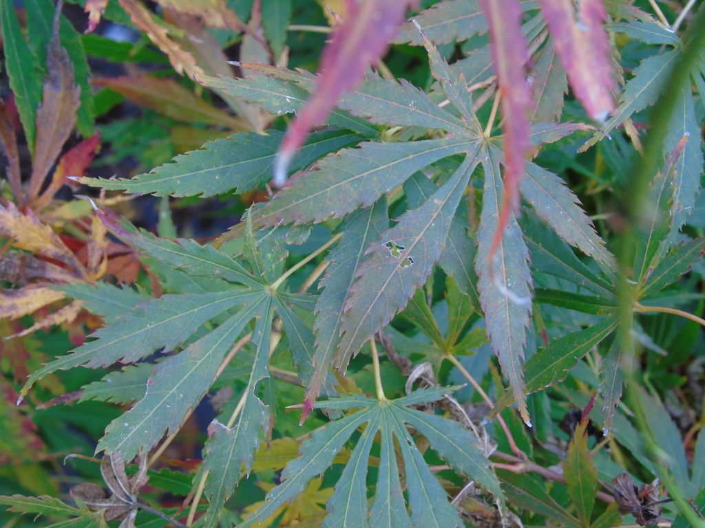 Acer palmatum 'Elegans'