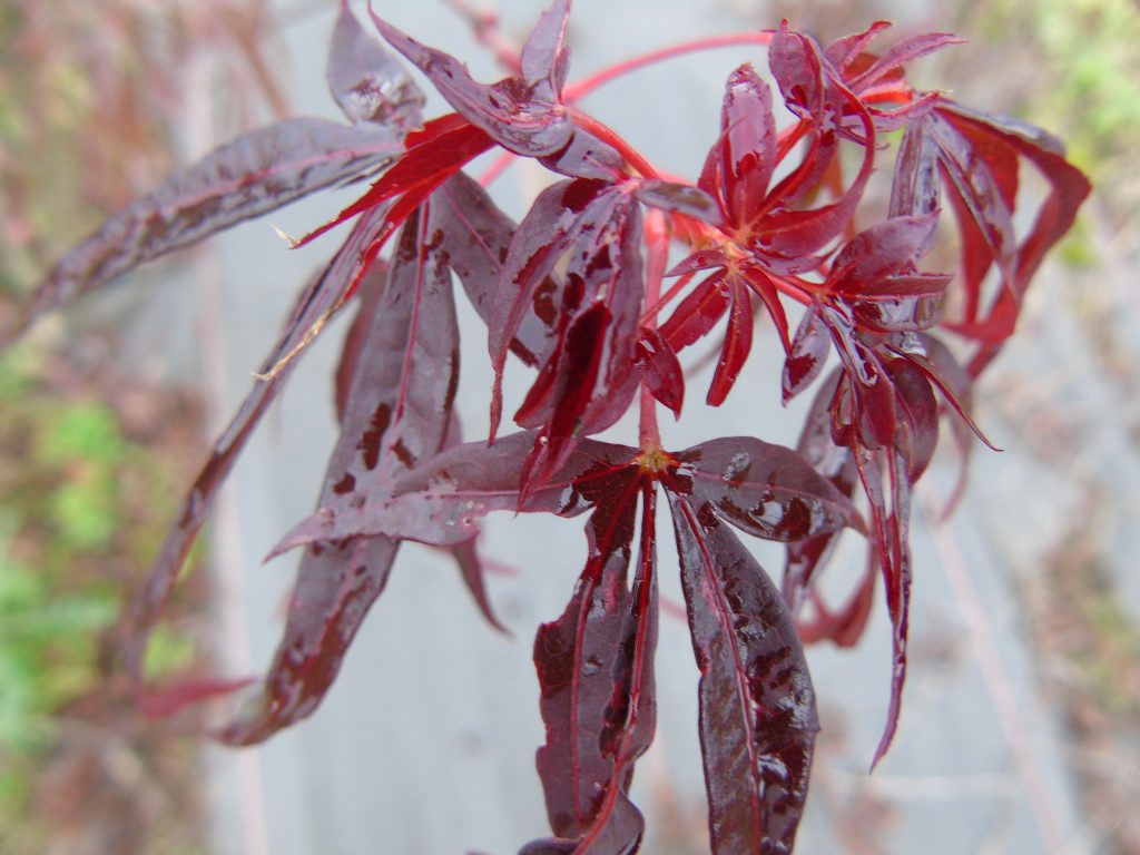 Acer palmatum 'Enkan'