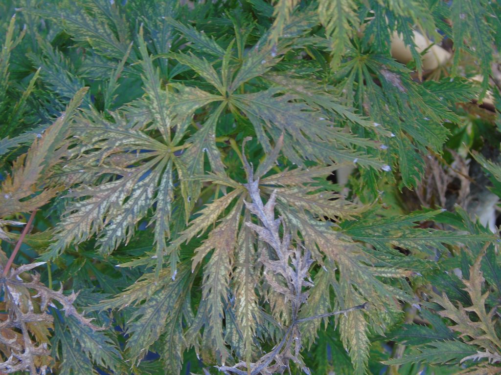 Acer dissectum 'Filigree'