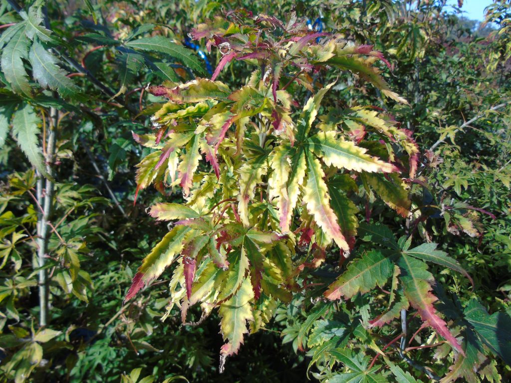 Acer palmatum 'Fior d’Arencio'