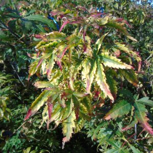 ‘Fior d’Arencio’