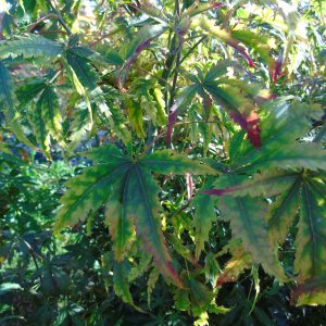 ‘Fior d’Arencio’