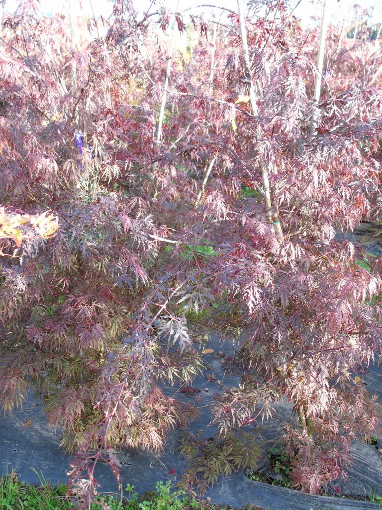 Acer dissectum 'Fire Cracker'