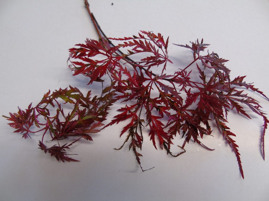 Acer dissectum 'Hana Matoï'