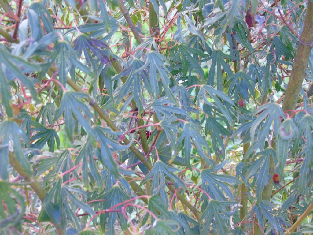 Acer palmatum 'Hiryu'