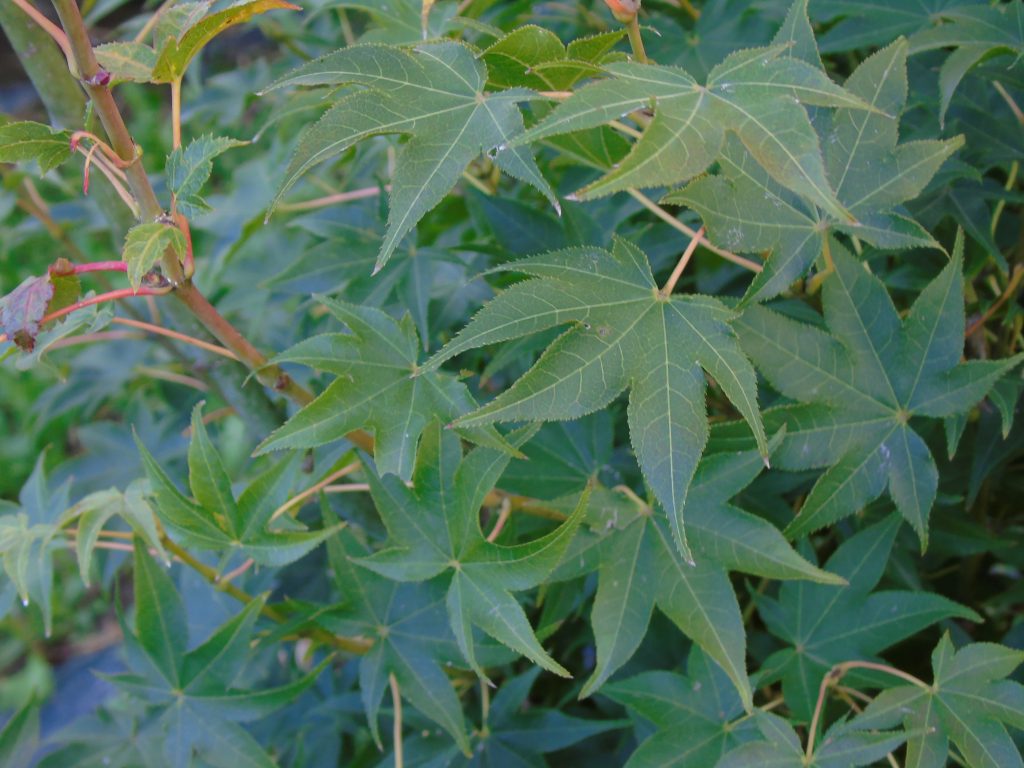Acer palmatum 'Hoggyoku'