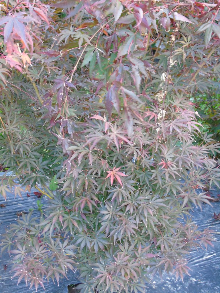 Acer palmatum 'Inazuma'
