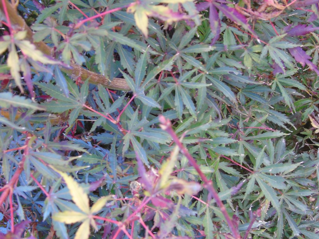 Acer palmatum 'Jerre Schwartz'