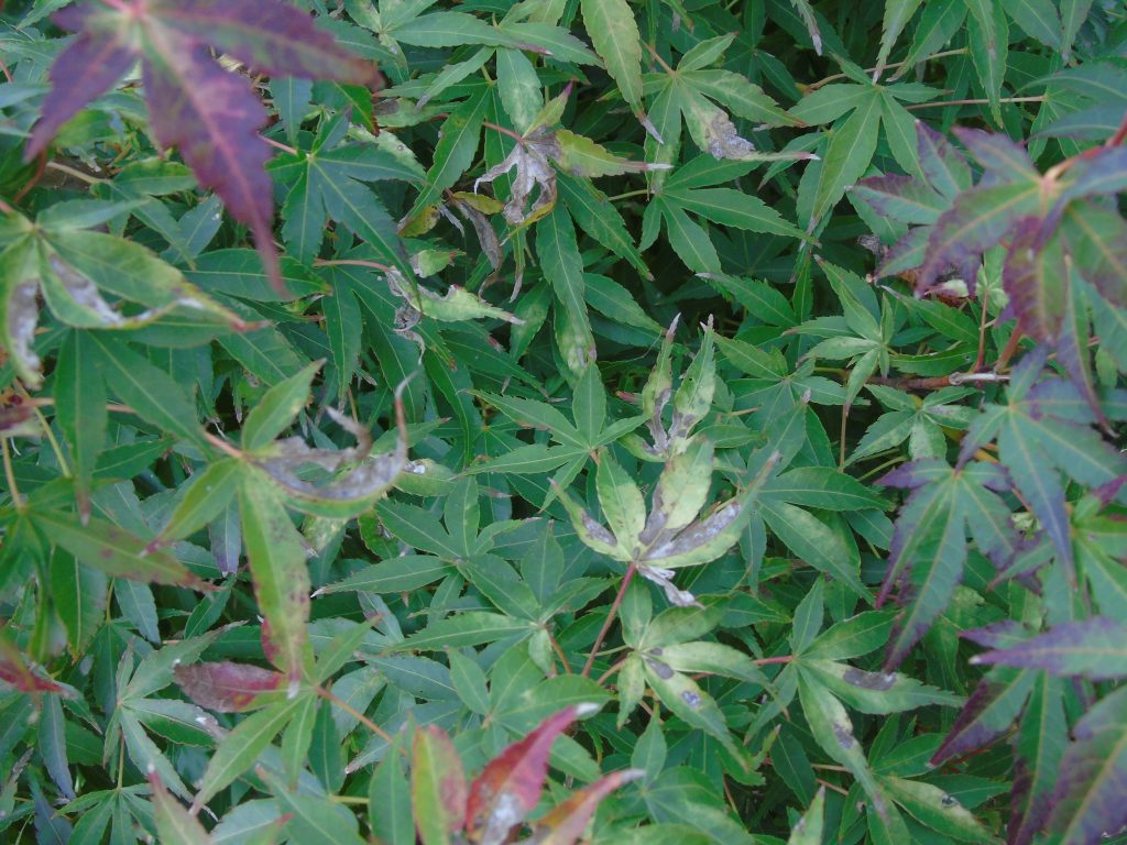 Acer palmatum 'Katsura'