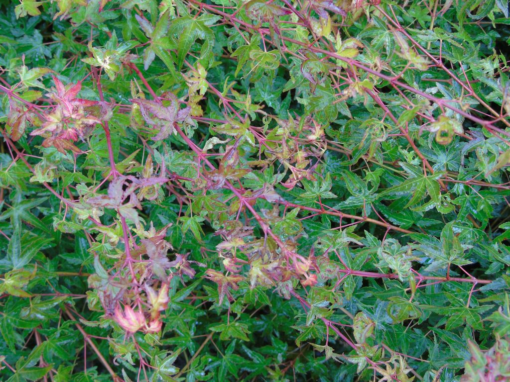 Acer palmatum 'Kiyo Hime'
