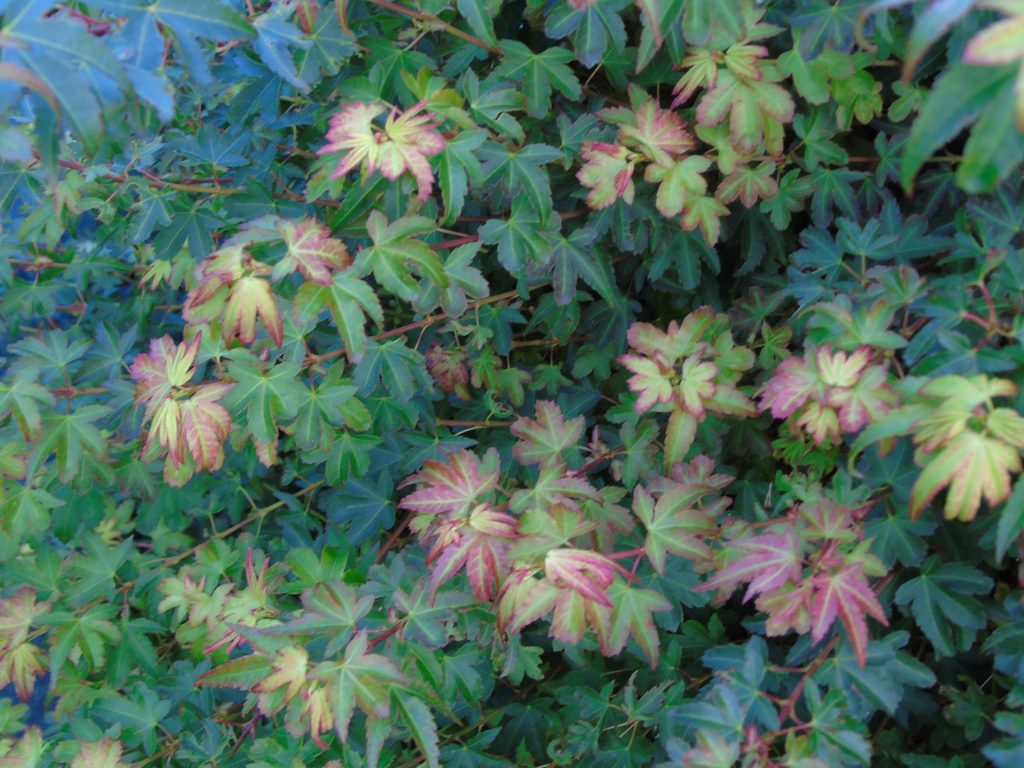Acer palmatum 'Koto Maru'