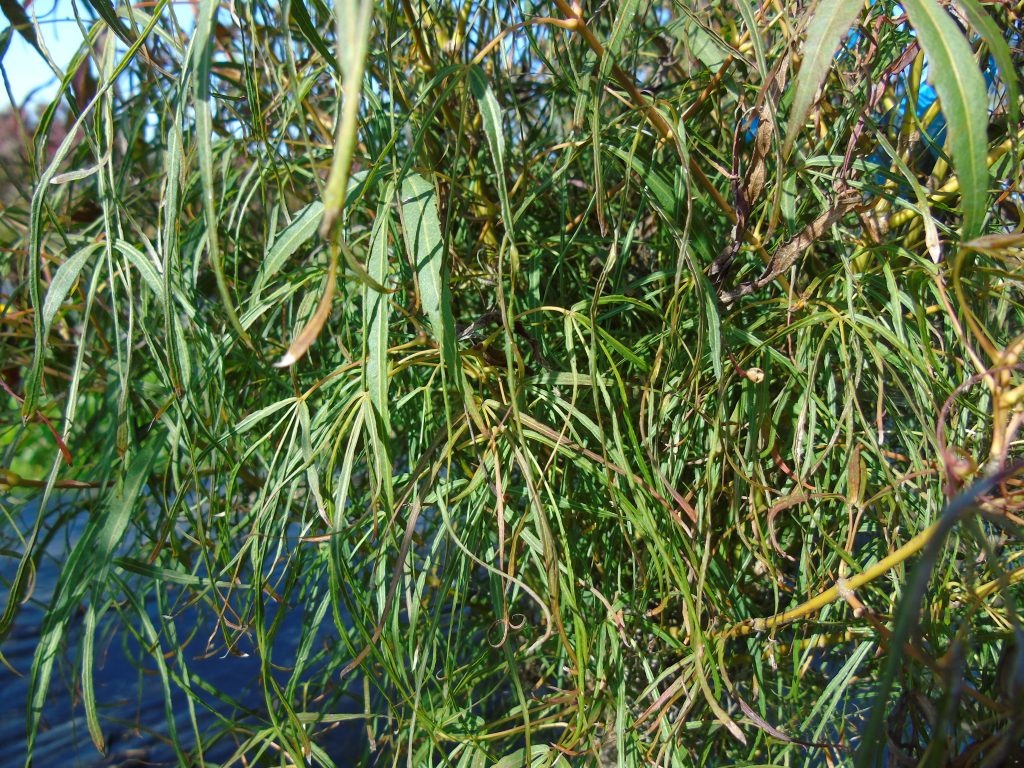 Acer palmatum 'Koto No Ito'