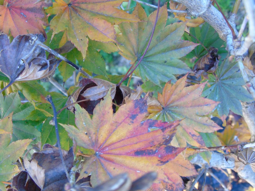 Acer shirasawanum ‘Microphyllum’