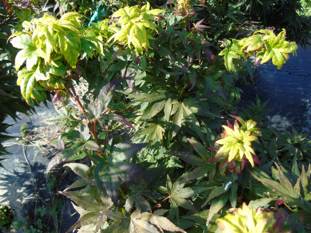 Acer palmatum 'Mikawa Yatsubusa'