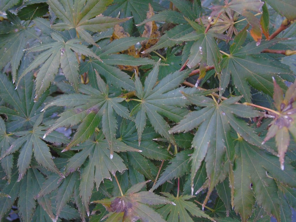 Acer palmatum 'Mirte'