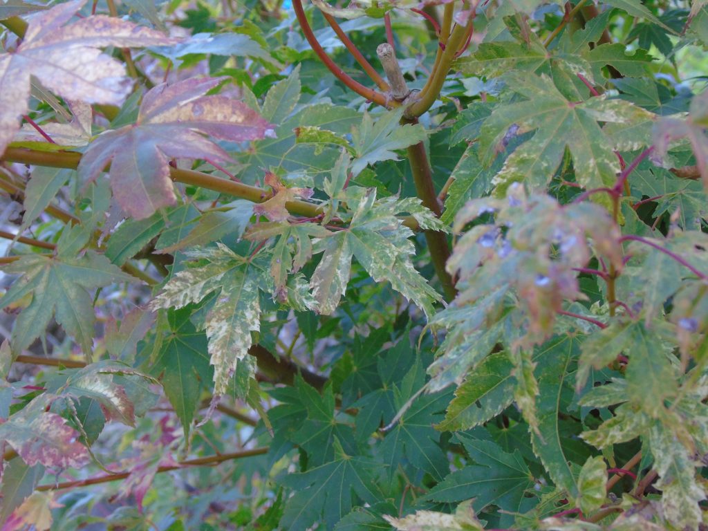 Acer palmatum 'Momoiro Koyasan'