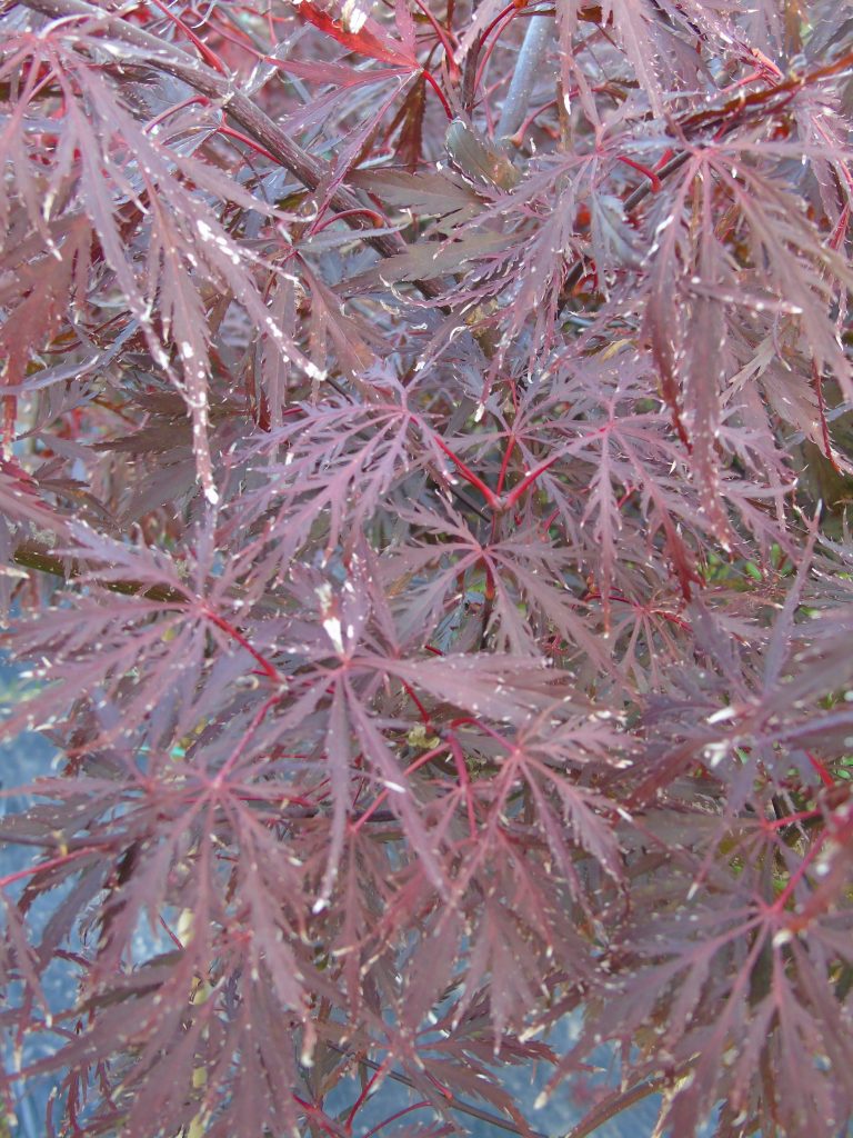 Acer dissectum 'Nigrum'