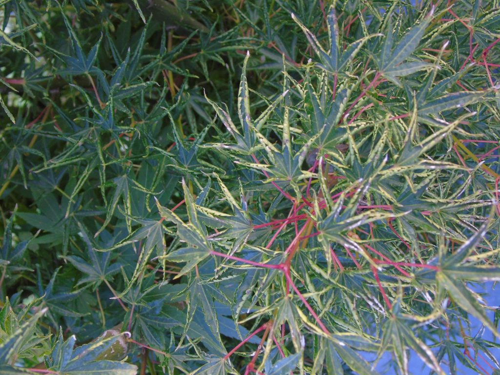 Acer palmatum 'Okushimo'
