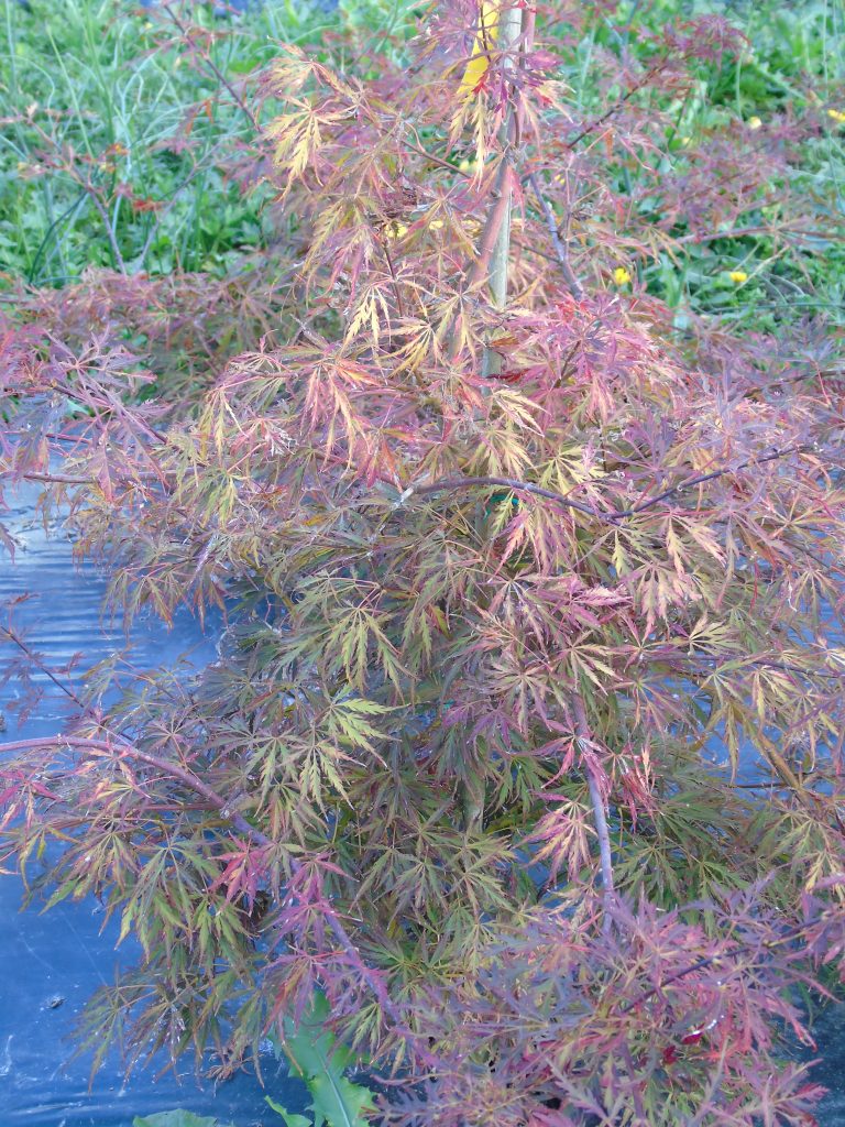 Acer dissectum 'Pendulum Julian'
