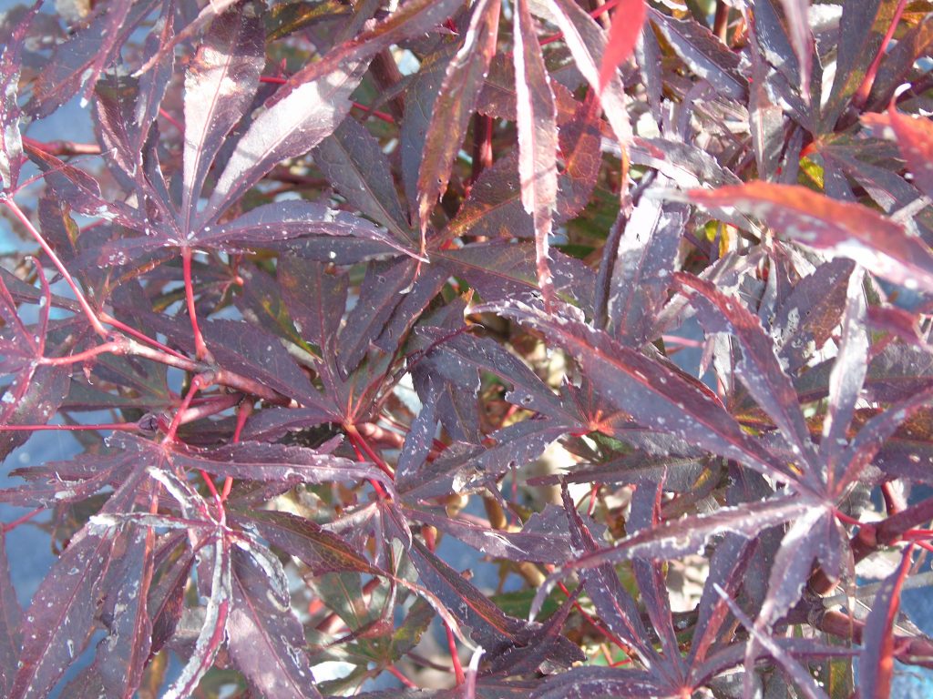 Acer palmatum 'Peve Dave'