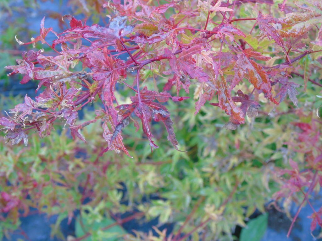 Acer palmatum 'Phoenix'