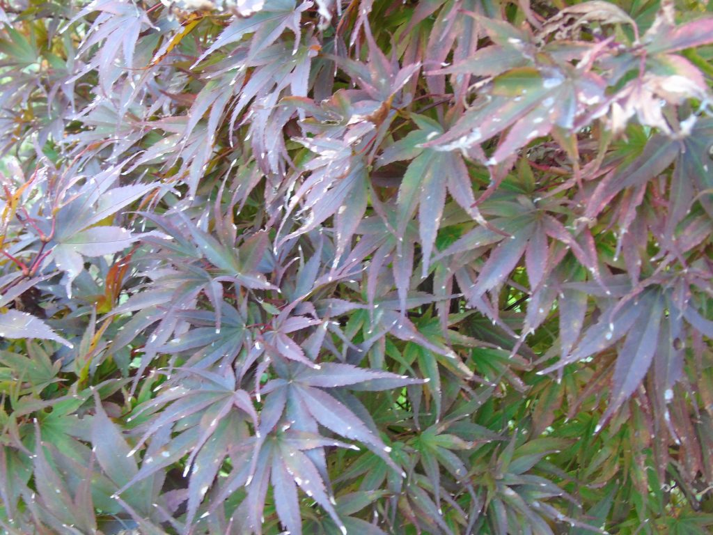 Acer palmatum 'Pixie'