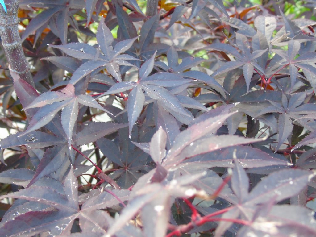 Acer palmatum 'Red Emperor'