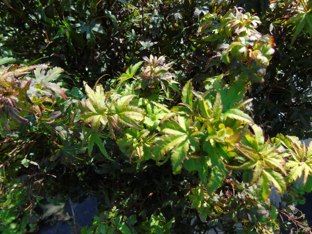 Acer palmatum 'Sharp’s Pygmy'
