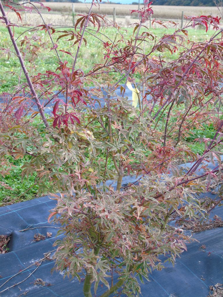 Acer palmatum 'Shirazz'