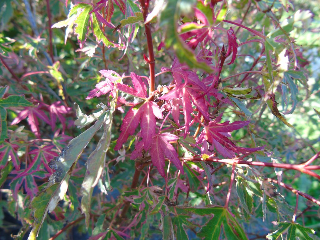 Acer palmatum 'Taylor'