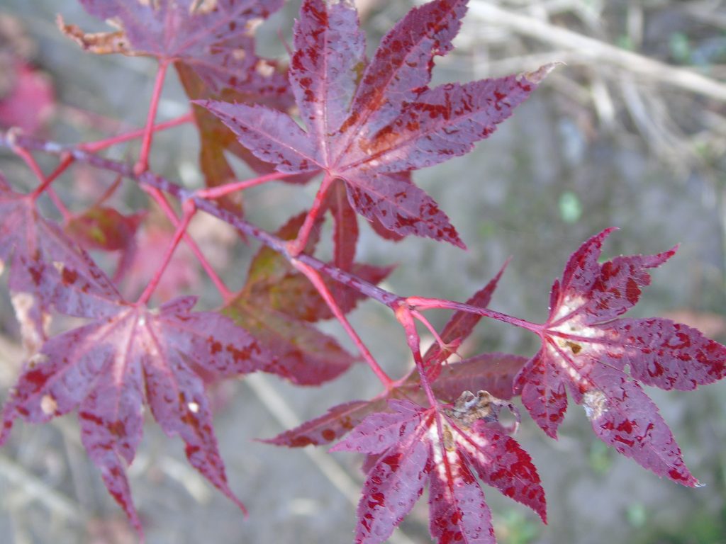 Acer palmatum 'Tsumagaki'