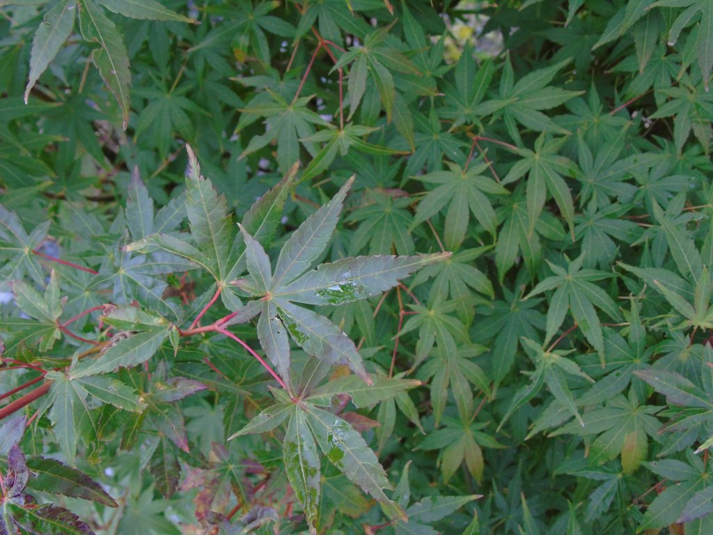 Acer palmatum 'Tsuri Nishiki'