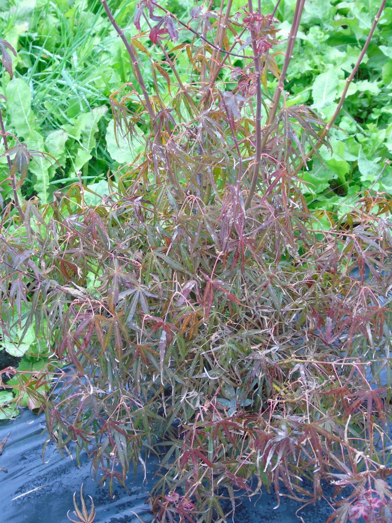 Acer palmatum 'Villa Tarento'